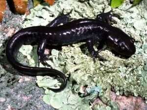 Jefferson-Salamander