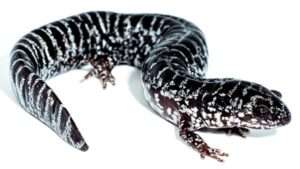 Flatwoods-Salamander