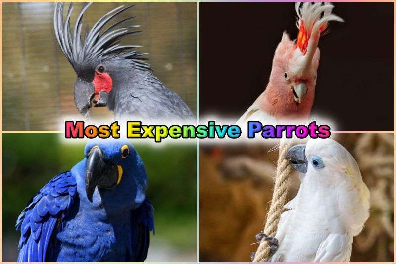 Most Expensive Parrots