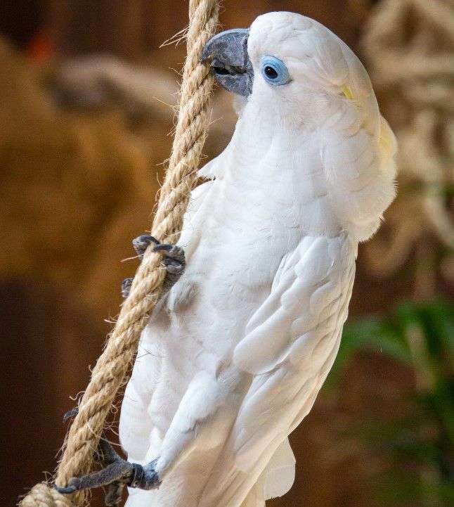 Blue-Eyed Cockatoos
