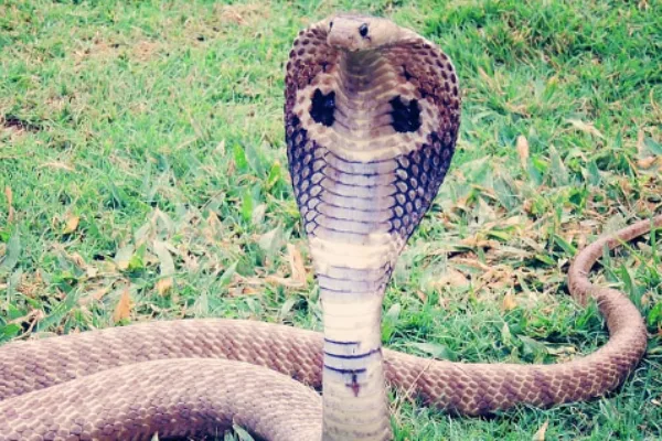 Asian Cobra