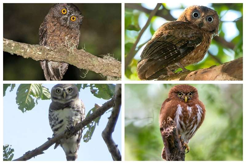 Rarest-Owls-in-the-world