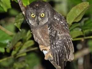 Biak-Scops-Owl