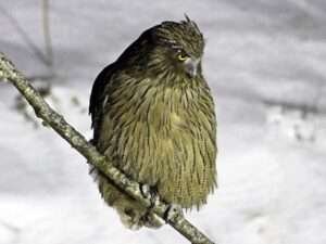 Blakinstons-Fish-Owl