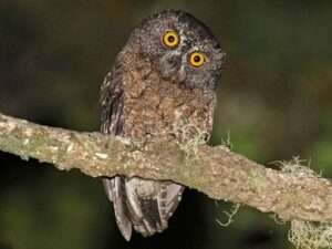 Comoro-Scops-Owl