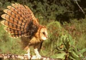 Congo-Bay-Owl