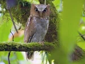 Flores-Scops-Owl