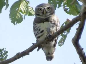 Forest-Owlet