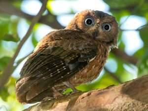 Moheli-Scops-Owl