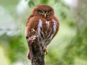 Pernambuco-Pygmy-Owl