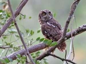 Siau-Scops-Owl