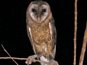 Taliabu-Masked-Owl