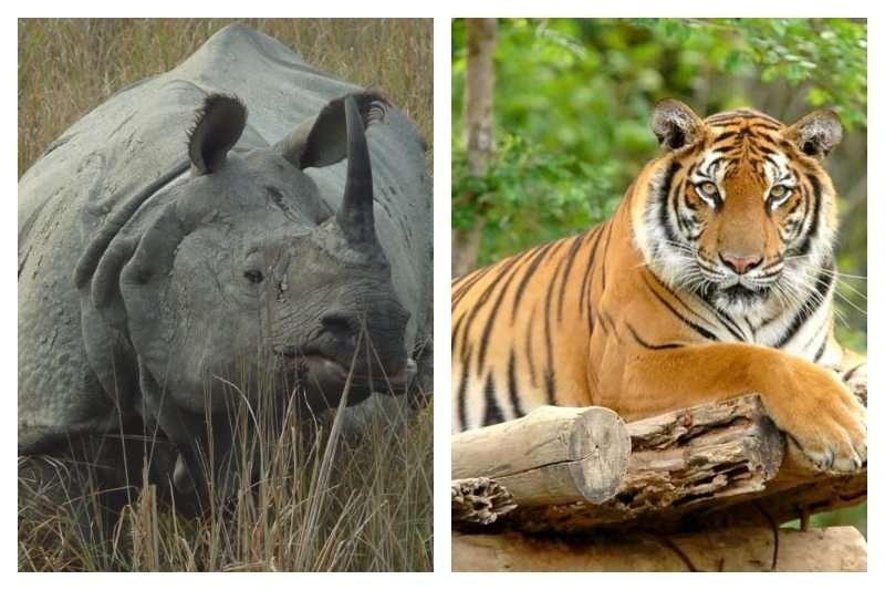 Rhino Vs Tiger Who Would Win Power Comparison 2023