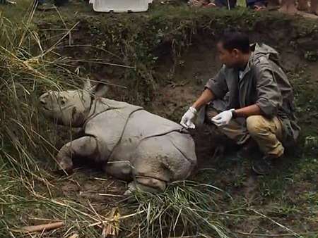 Rhino-vs-Tiger_Baby-rhino-rescued-after-Tiger-Attack