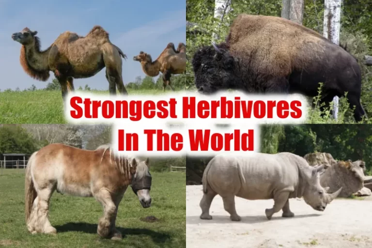 Strongest Herbivores In The World