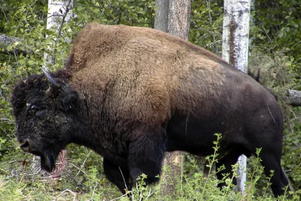 American Wood Bison
