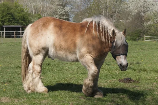 Belgian Heavy Draft Horse