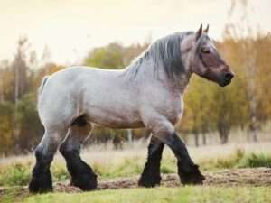 Belgian-Draft-Horse
