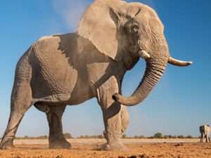Bush-Elephant