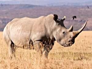 White-Rhinoceros