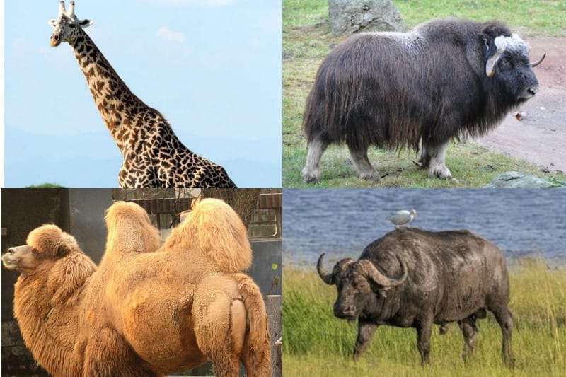 Top 10 Strongest Herbivores in the world (With Pictures 2023) -