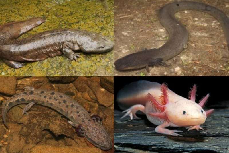 Top 15 Largest Salamanders in the world