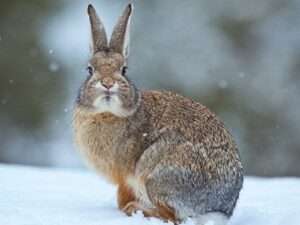 A-Rabbit-in-Snow