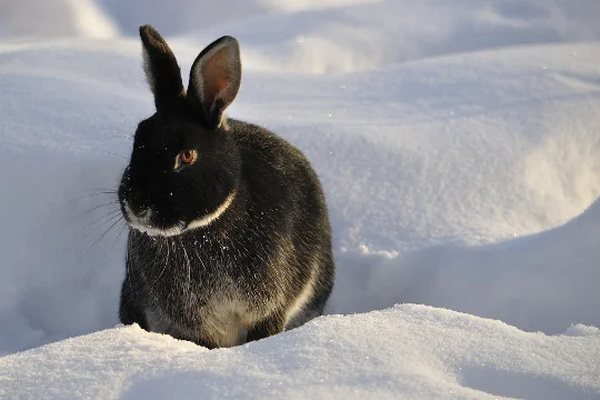 Rabbit in Snow