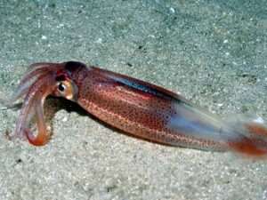 Shortfin-Squid