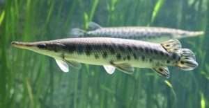 Shortnose-Gar