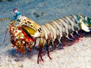 Mantis-Shrimp