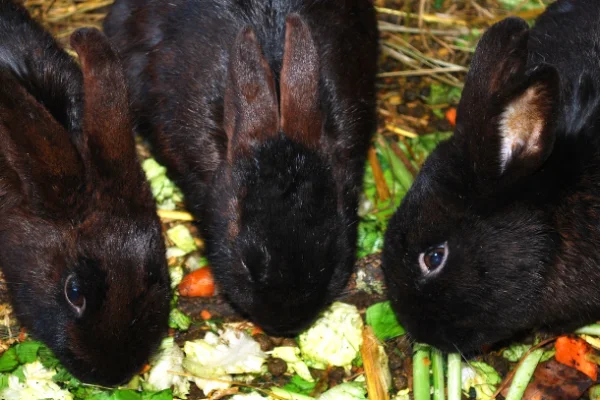feed Wild Rabbits in Winter