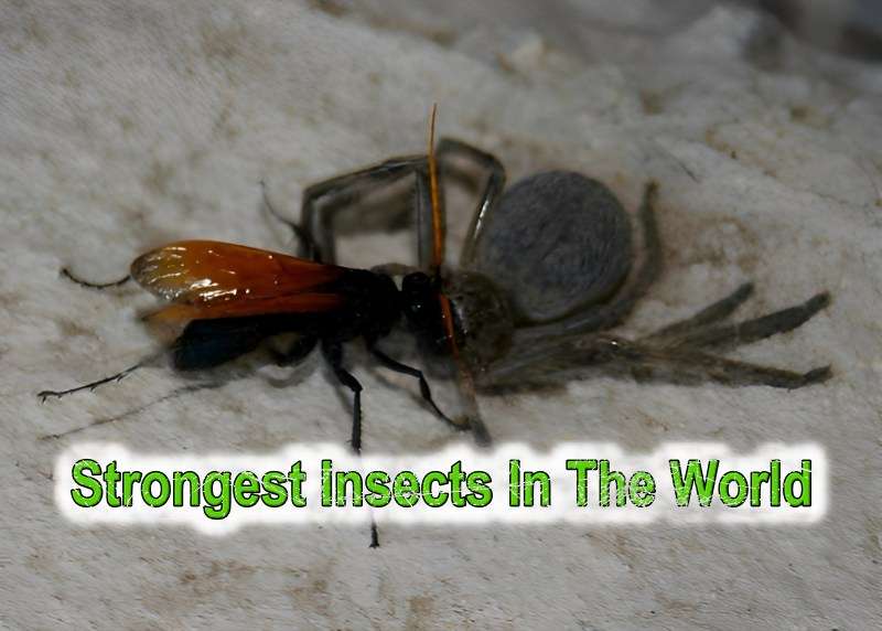 strongest insects