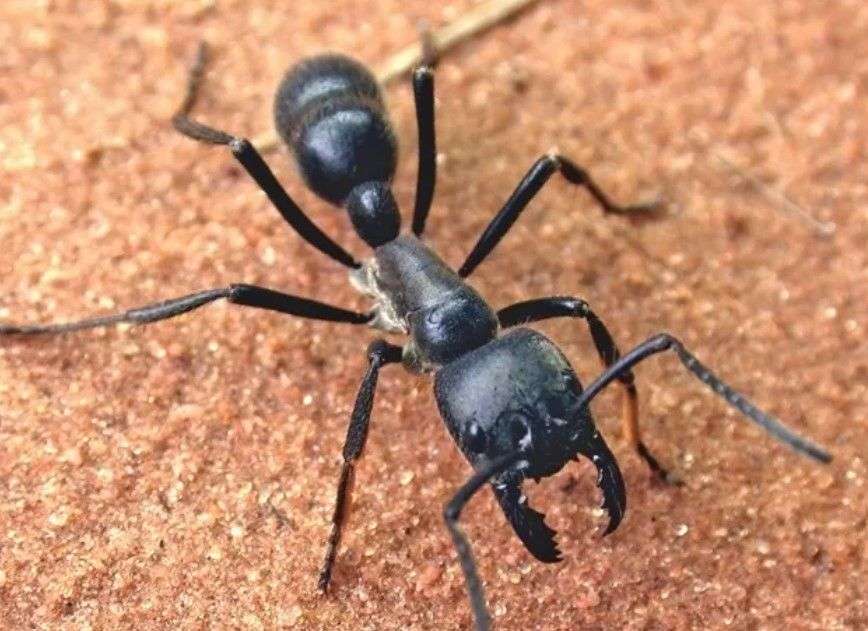 Amazonian Giant Ants