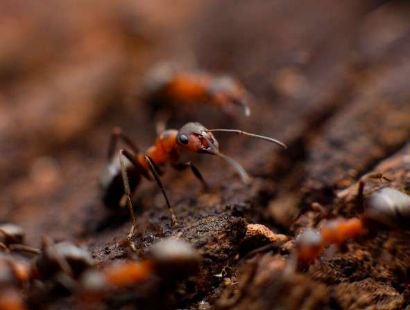 Common American Field Ant