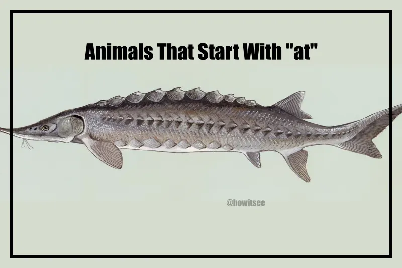 Animals start with at