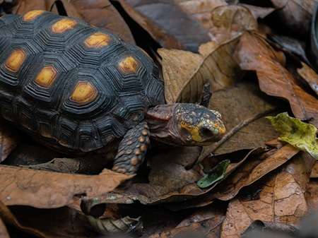 Red-foot tortoise