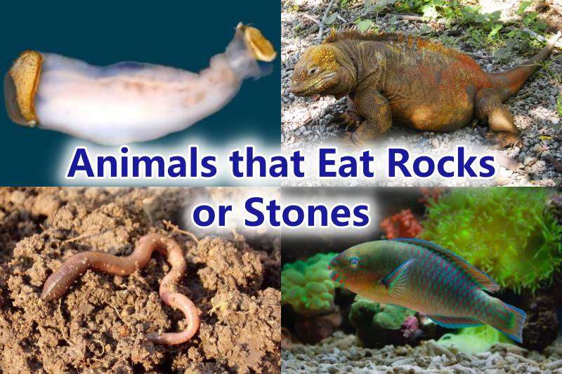 Animals that Eat Rocks or Stones