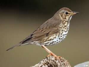 Song-Thrush