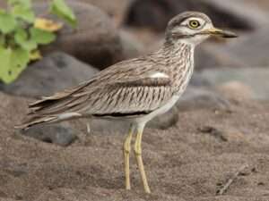 Thick-Knee
