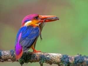 Three-toed-kingfisher