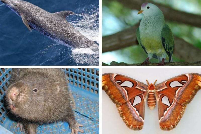 Animals that start with at