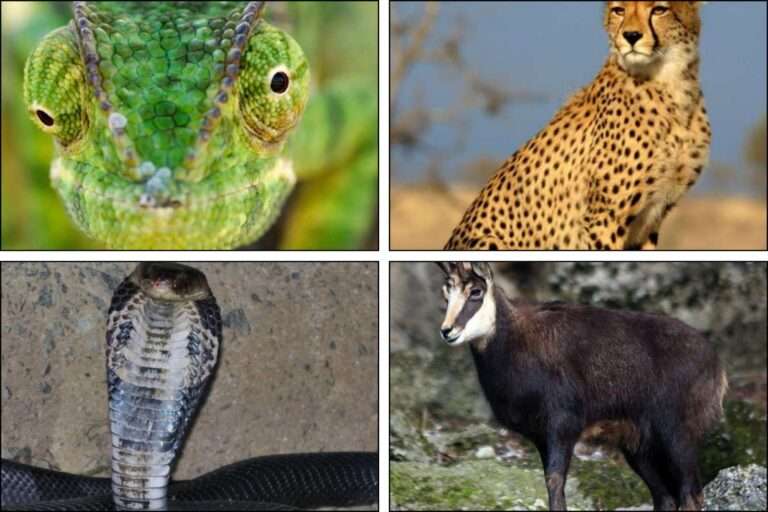 Animals that start with ch
