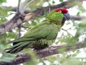 Thick-billed-parrot