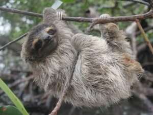 Three-toed-sloth