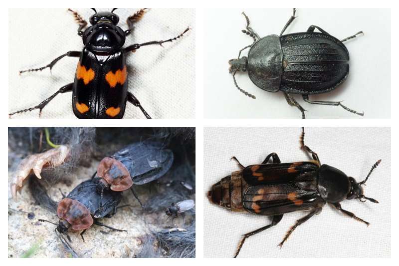 Beetles that eat dead animals