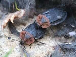 Red Breasted Carrion Beetle