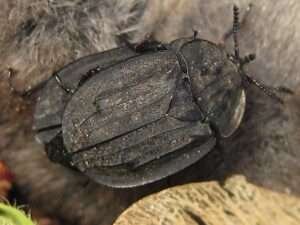 Ridged Carrion Beetle