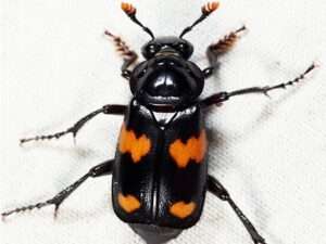 Roundneck Sexton beetle