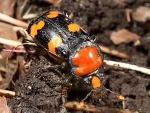 Giant Carrion Beetle